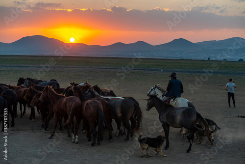 Fototapeta Naklejka Na Ścianę i Meble -  Wild horses and cowboys in the dust at sunset