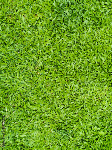 Artificial grass lawn texture. Artificial Turf Background. Greening with an artificial grass