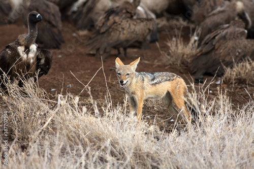The black-backed jackal  Canis mesomelas  at prey with a flock of vultures. A small jackal in the dry season with a flock of vultures behind its back and light dry grass in the foreground.
