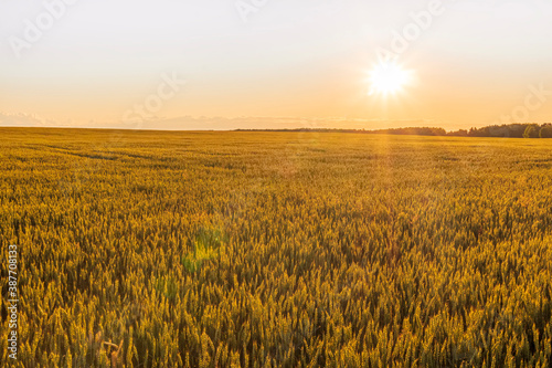 Scenic view at beautiful summer sunset in a wheaten shiny field with golden wheat and sun rays  deep bright cloudy sky witn sun glow   valley landscape