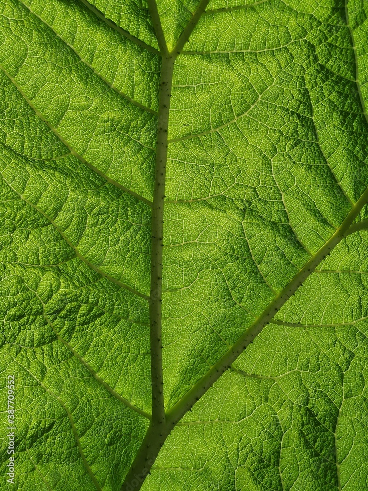 Obraz premium Life in Green