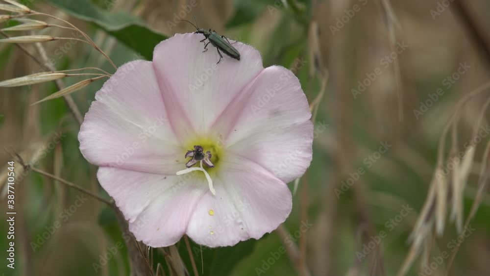 Beetles sit in climbing or creeping herbaceous perennial plant Convolvulus arvensis (field bindweed) is species of bindweed that is rhizomatous and is in the morning glory family Convolvulaceae Beetles sit in climbing or creeping herbaceous perennial plant Convolvulus arvensis (field bindweed) is species of bindweed that is rhizomatous and is in the morning glory family Convolvulaceae