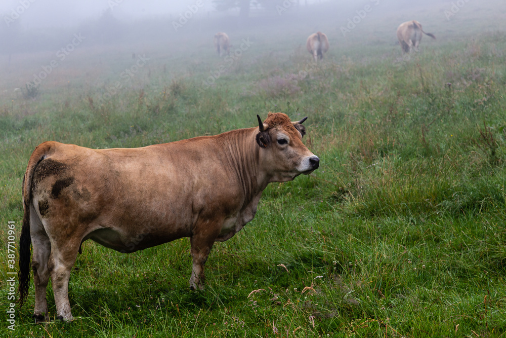 Auvergne Auvergne