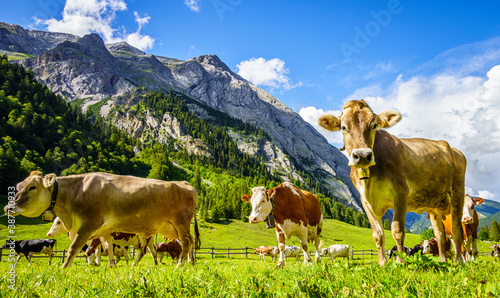 nice cow at the eng alm in austria photo