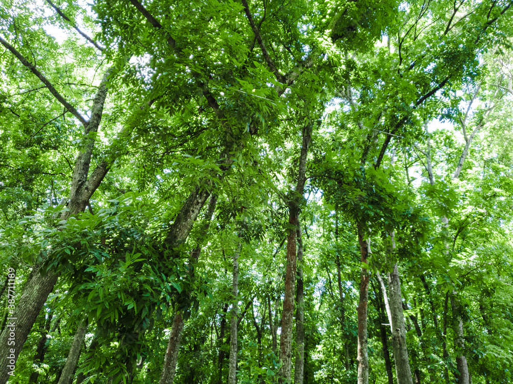 Fototapeta premium tree formations in the rainforest. natural trees for background design.
