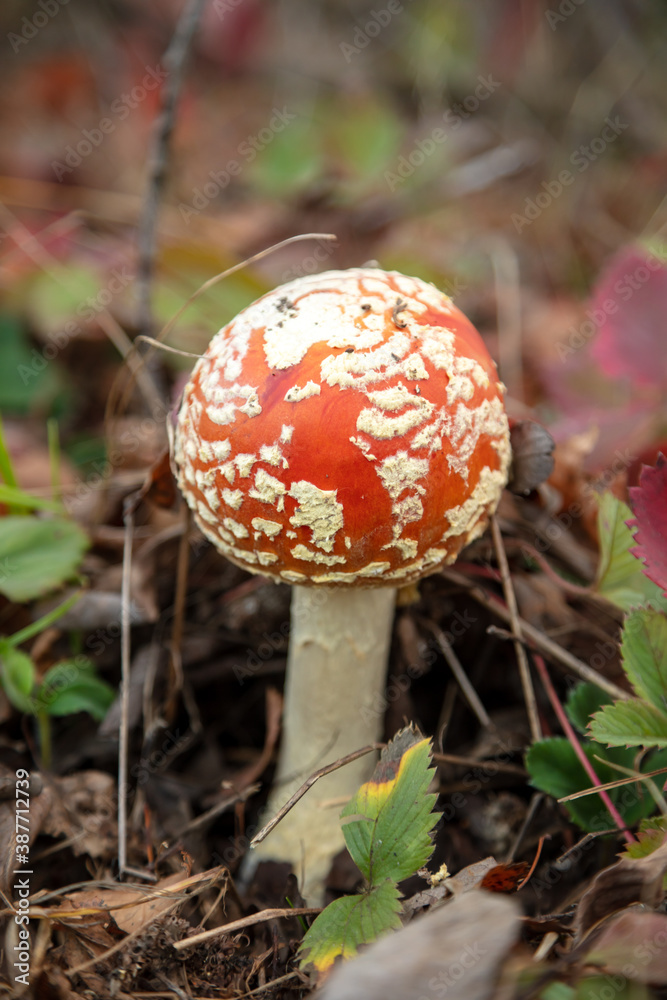 The red fly agaric mushroom grows in the forest.