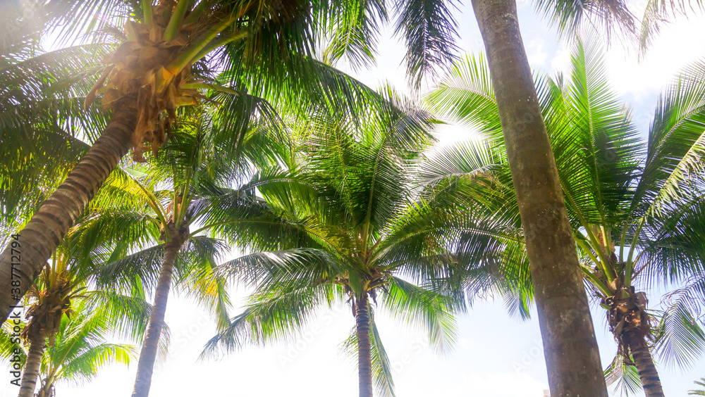 Fototapeta premium Large green branches on coconut trees against the sky