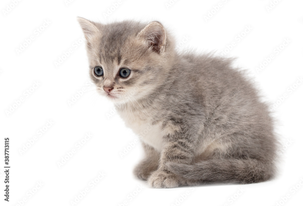 Little fluffy kitten isolated on a white