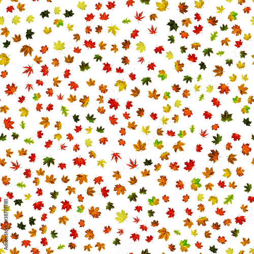 Seamless wallpaper. Autumn yellow red, orange leaf isolated on white. Colorful maple foliage. Season leaves fall background.
