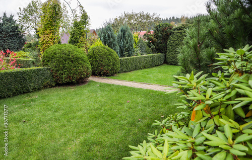 Landscaping of a garden with a bright green lawn, colorful shrubs, decorative evergreen plants and shaped boxwood (Buxus Sempervirens) in autumn. Gardening concept.
