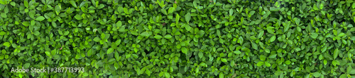 Wallpaper Mural Green Leaves background paronama view. Torontodigital.ca