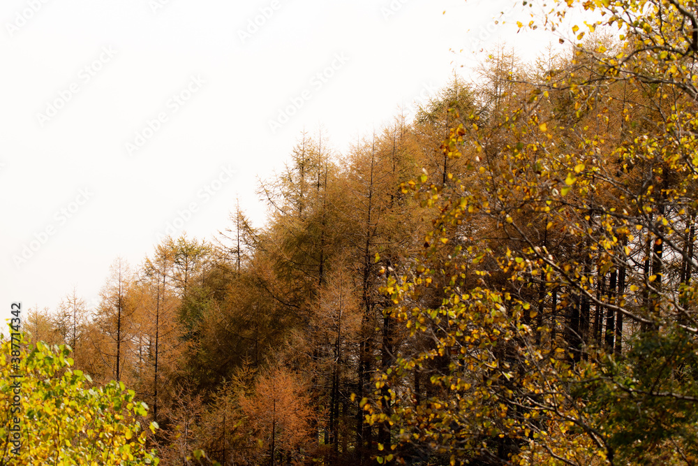 Fototapeta premium 黄葉した森