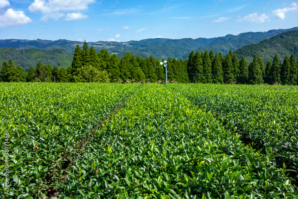 茶畑と青空
