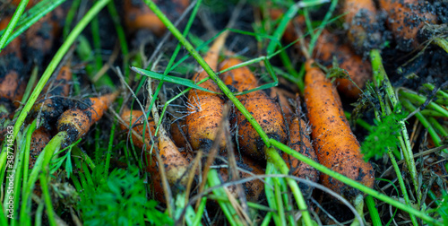 background of fresh carrots with tops and soil from the garden