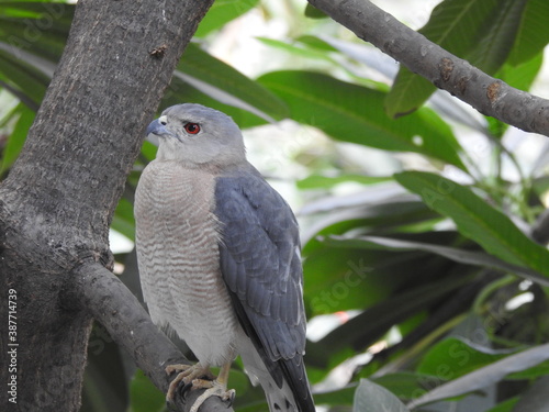 A hawk in the tree