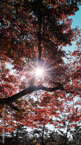 Autumn in Kyoto, Japan