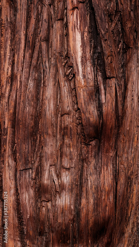 texture of a trunk