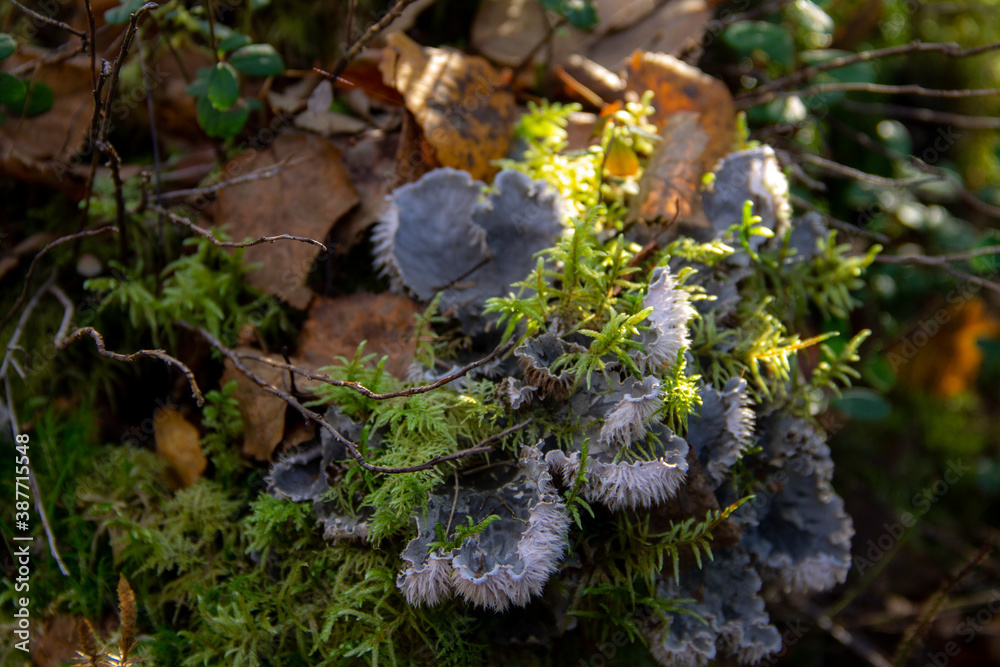 moss and mushrooms in autumn foliage