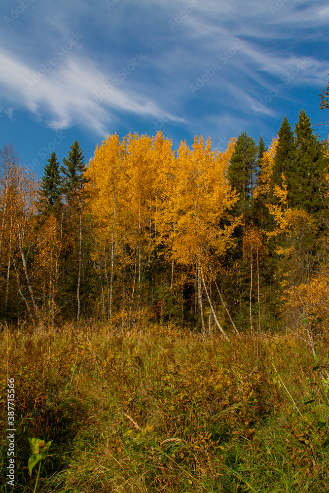 Obraz premium autumn landscape yellowed leaves on trees in the forest
