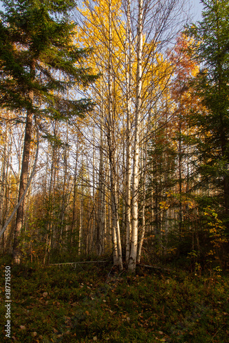autumn landscape yellowed leaves on trees in the forest