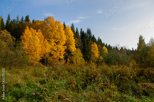 autumn landscape yellowed leaves on trees in the forest