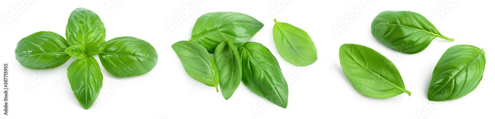 Fresh basil leaf isolated on white background with clipping path and full depth of field. Top view. Flat lay, Set or collection Fresh basil leaf isolated on white background with clipping path and full depth of field. Top view. Flat lay, Set or collection