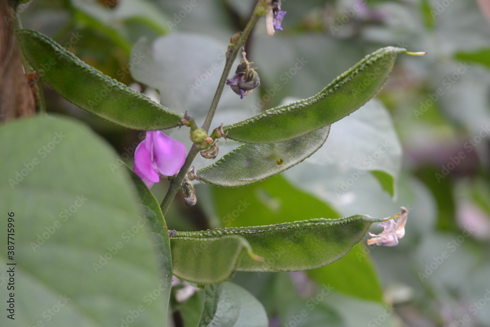 bean flowers in a garden bean flowers in a garden