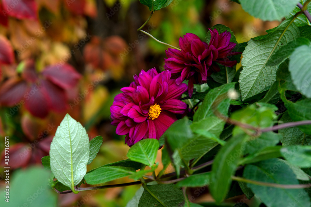 flowers in a garden flowers in a garden
