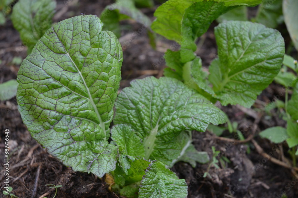 green mustard plants in the garden green mustard plants in the garden