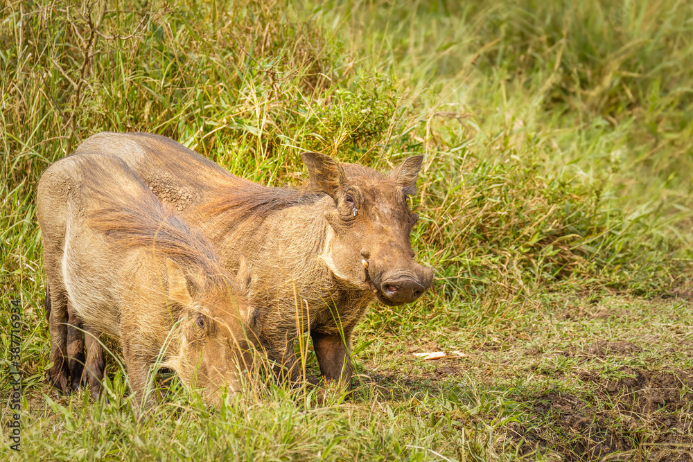 A warthog (Phacochoerus africanus) eating, Lake Mburo National Park, Uganda. A warthog (Phacochoerus africanus) eating, Lake Mburo National Park, Uganda.