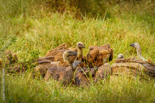 White-backed vultures (Gyps africanus) scavenging on a carcass, Lake Mburo National Park, Uganda. © Gunter