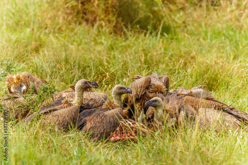 White-backed vultures (Gyps africanus) scavenging on a carcass, Lake Mburo National Park, Uganda. 