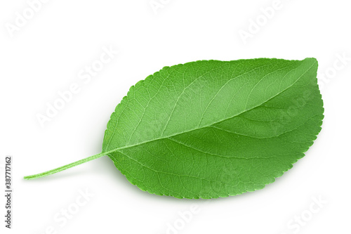 Apple leaf isolated on white background with clipping path.