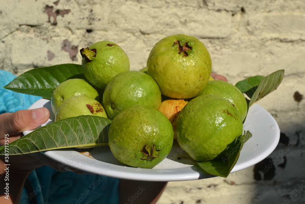 Obraz premium Fresh harvested guava in a plate.