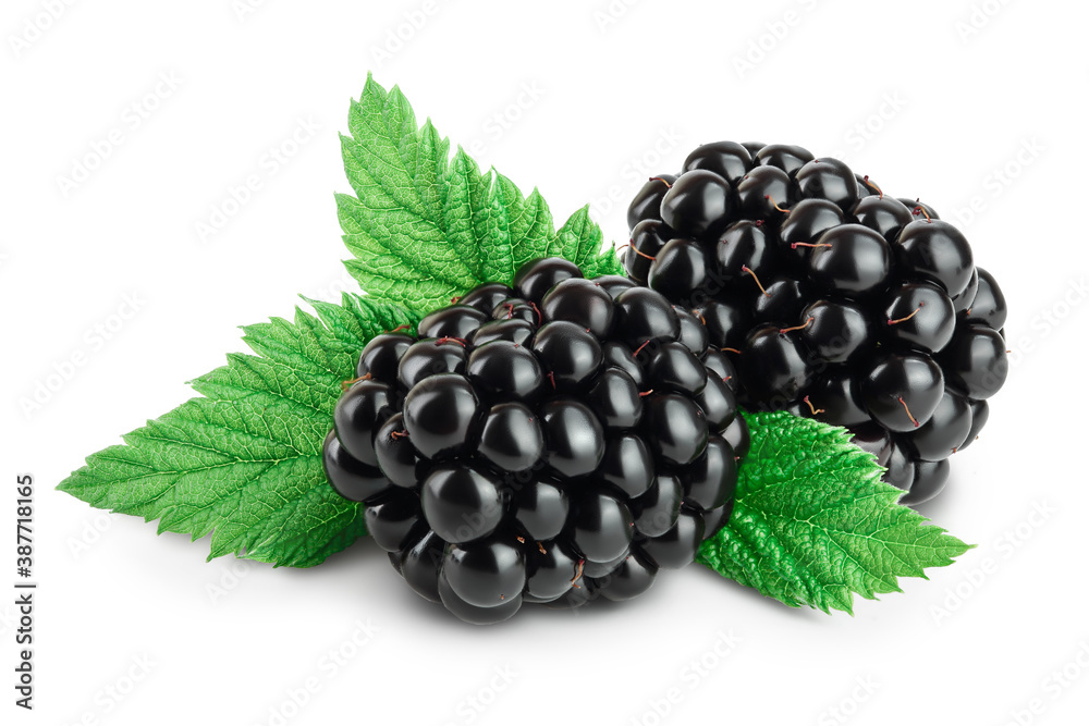 blackberry with leaf isolated on a white background closeup. Clipping path and full depth of field blackberry with leaf isolated on a white background closeup. Clipping path and full depth of field