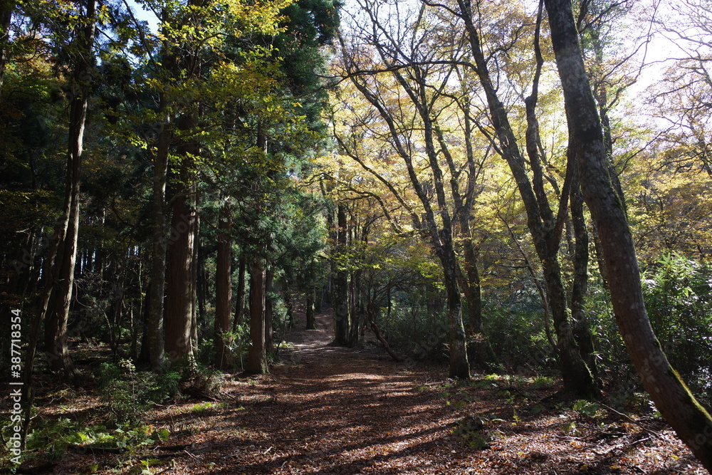 とても美しい日本の秋の山の景色