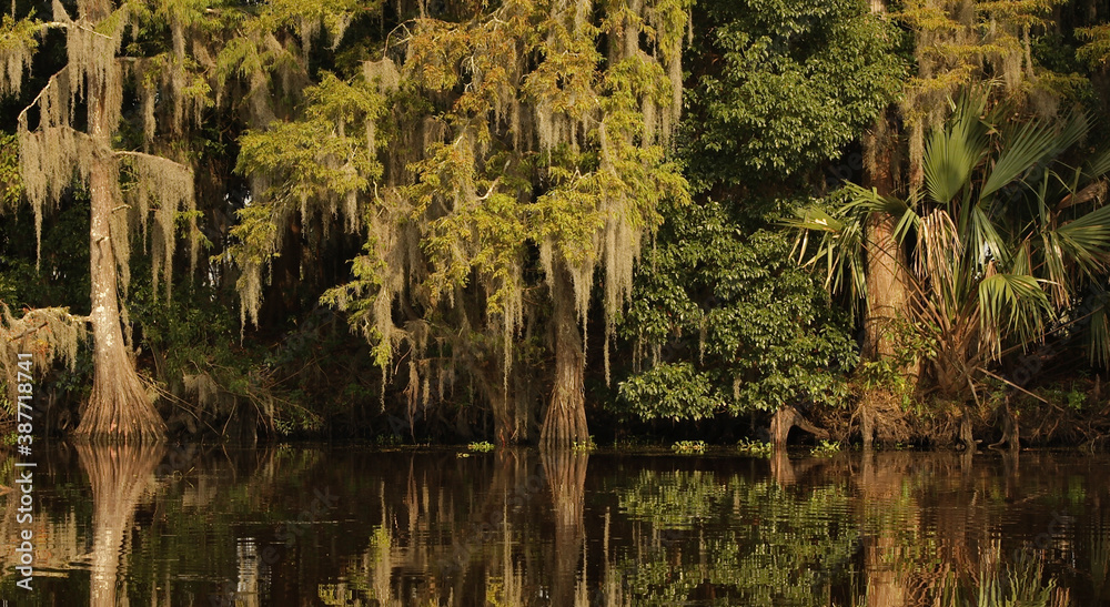 Εκτύπωση καμβά Louisiana cypress trees and moss reflected by sunset  light in bayou swamp near