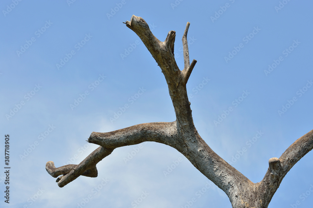 Dead tree over blue sky with whie clouds Dead tree over blue sky with whie clouds