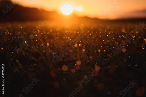 Beautiful close up macro view of a grass meadow with waterdrop details and orange morning sunrise light and blurry dreamy and magic background. Abstract wie of water drops. Harz National Park photo