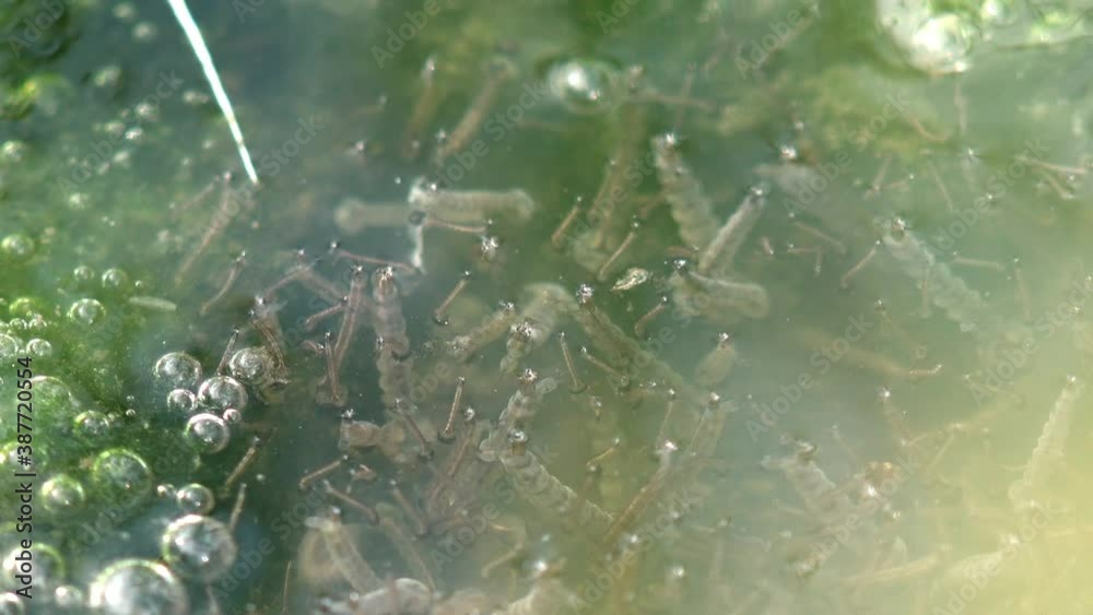 A larvaes Mosquito floats, stage third, larvaes floats on surface among
