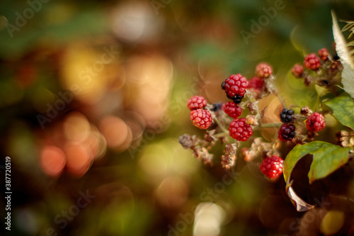 Close-up of red berries on branches of Crataegus and Briar at sunny autumn morning. Selective focus and shallow DOF.