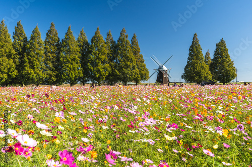 千葉県・あけぼの山農業公園・秋のコスモス