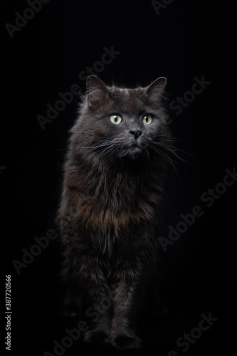 Grey cat portrait