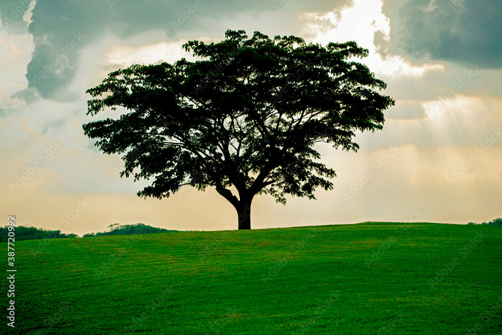 Obraz premium Big tree alone in the meadow