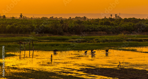 Fotografía A farmer with the cows and buffaloes at sunset on the river, seen from the cruise on the river Nile