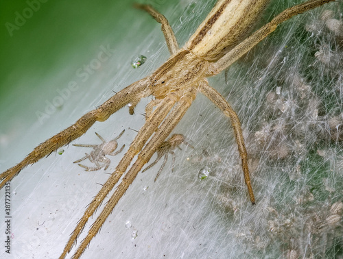 Spider with Babys