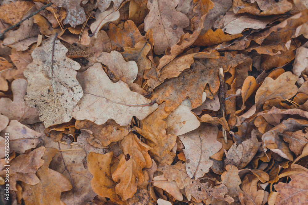 Autumn background: orange oak leaves flying from trees on the ground in the park.