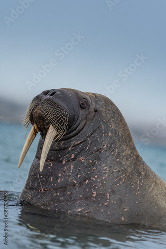 Walrus