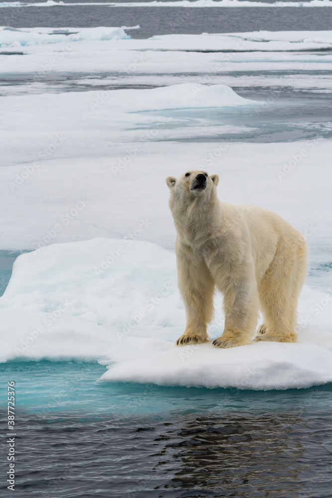 Polar bear Polar bear