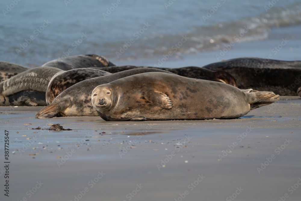 Fototapeta premium Group with different shapes and sizes of gray seal. Dune, Germany